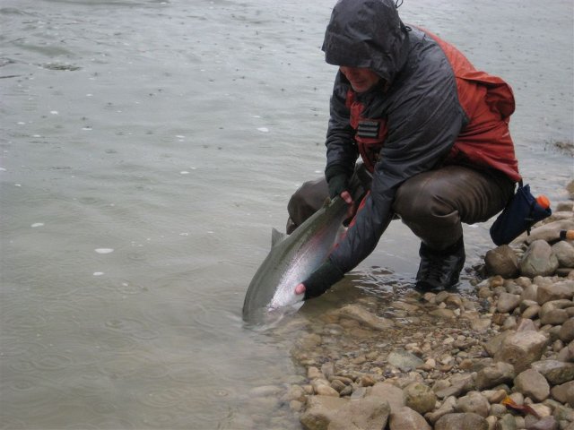 Fall2012 059.jpg.jpg - The Release...Niel releases this Fall Steelhead for another spawning migration trip up a local Georgian Bay Trib.